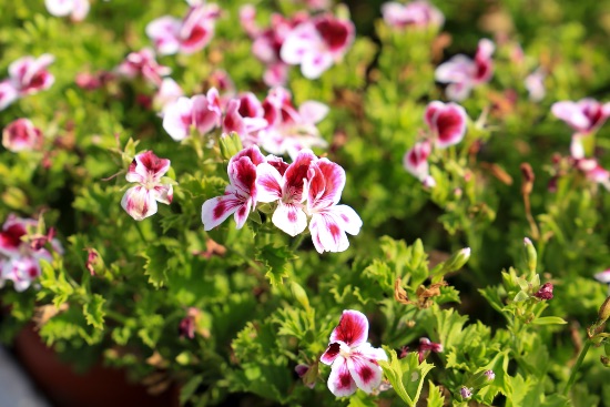 Geranio, una de las plantas de exterior coloridas