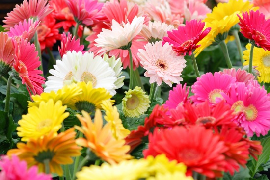 Gerberas en Verdecora