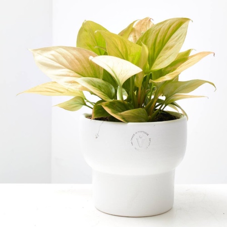 Homalomena lemon lime