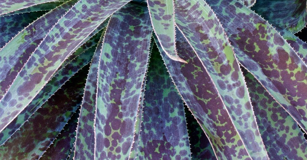 Cuidados del Mangave