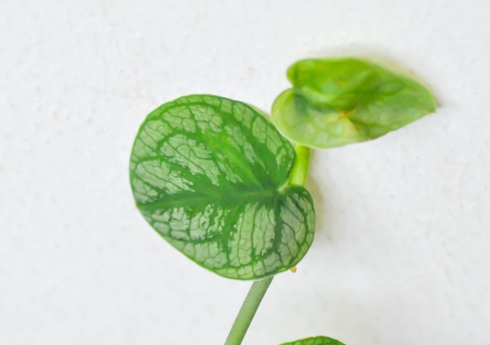 Hoja de Monstera Dubia