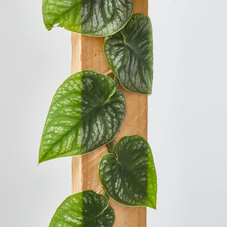 Detalle de las hojas de la Monstera Dubia