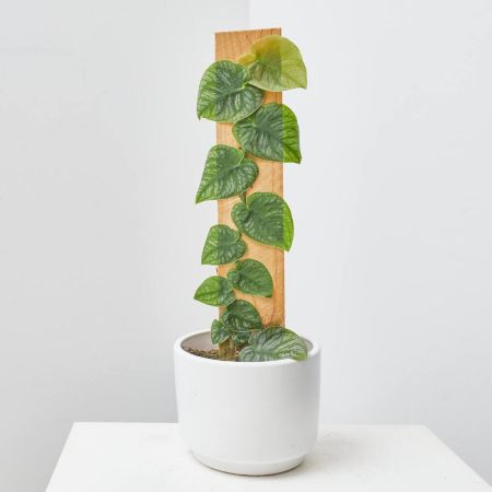 Monstera Dubia en maceta