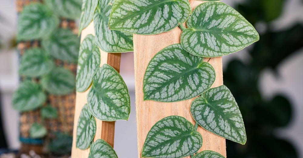 Cuidados de la Monstera dubia, la trepadora única