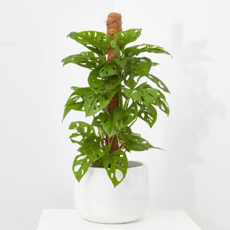 Monstera Monkey Leaf