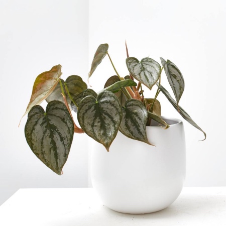 Philodendrum Brandtianum, una de las plantas con hojas bonitas más llamativas