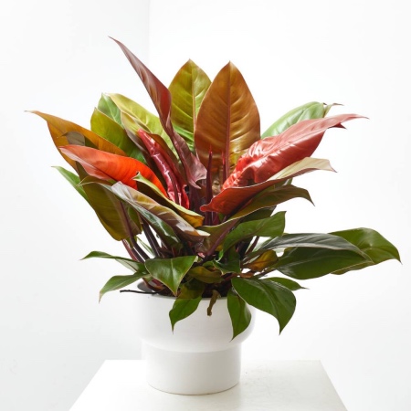 Philodendron Prince of Orange
