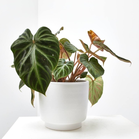 Philodendrum Verrucosum Incensi