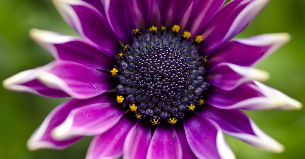 7 plantas de exterior coloridas para el buen tiempo