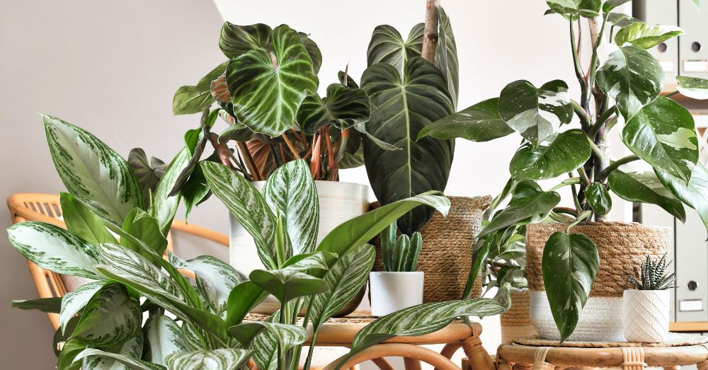 7 Plantas de interior de tendencia y decorativas