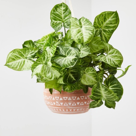 Plantas de interior variegadas