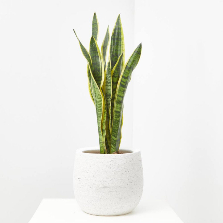 Sansevieria en maceta