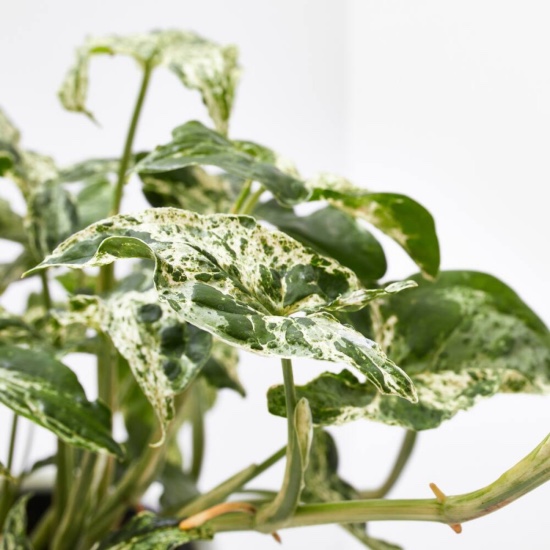 Syngonium Motlled