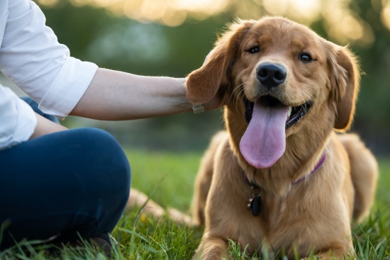 Perro feliz en verano