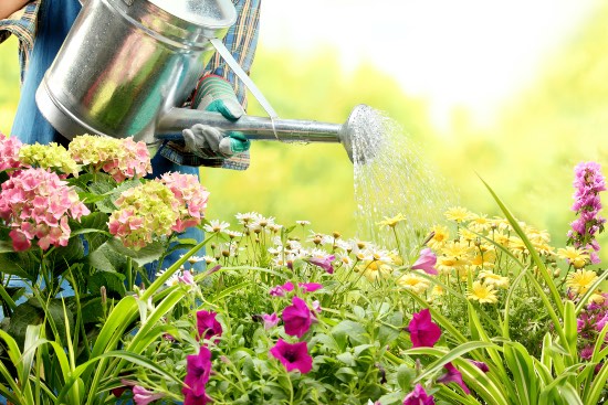 Consejos para elegir plantas de exterior