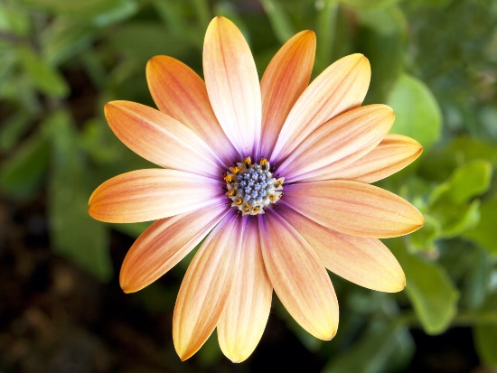 Dimorfoteca en Verdecora