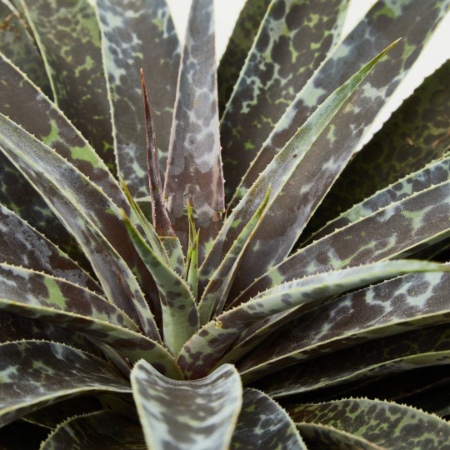 Detalle de las hojas del Mangave