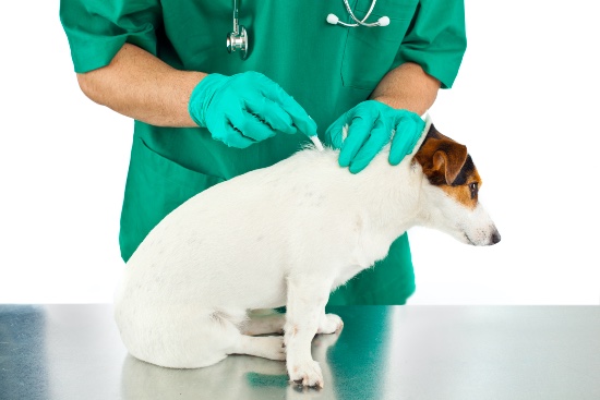 Pipetas antiparasitarias para perros