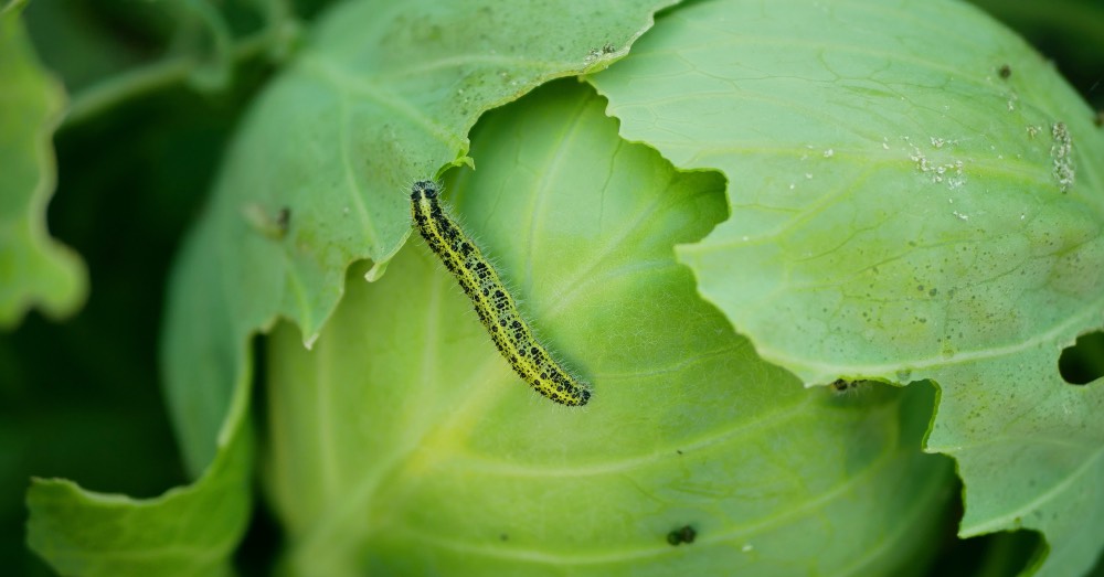 Cómo prevenir las plagas del huerto