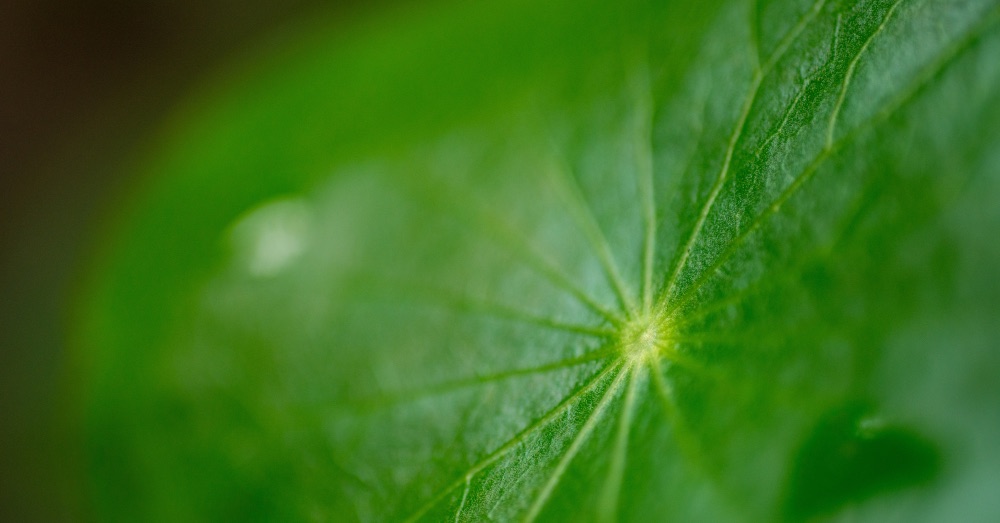 7 Plantas purificadoras de aire para tener en casa