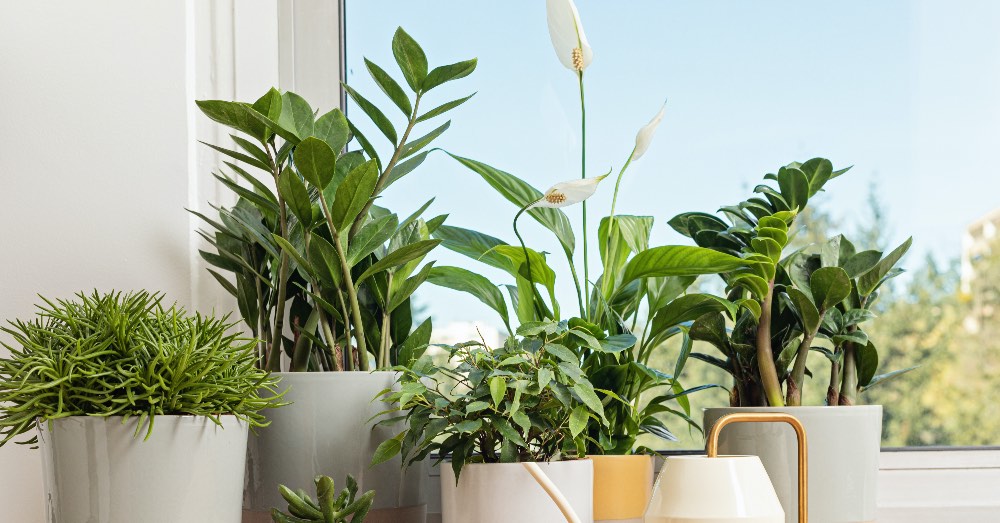 7 plantas de interior populares para el hogar
