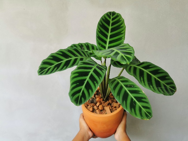 Riego de la Calathea zebrina