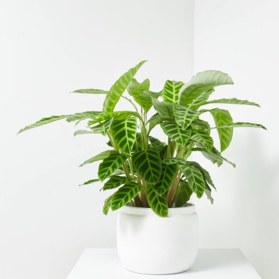 Calathea zebrina en maceta