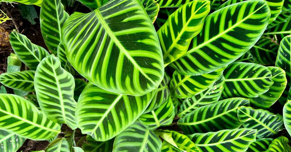 Cuidados de la Calathea zebrina o zebra