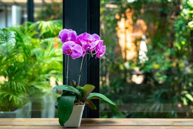 Orquídeas en Verdecora