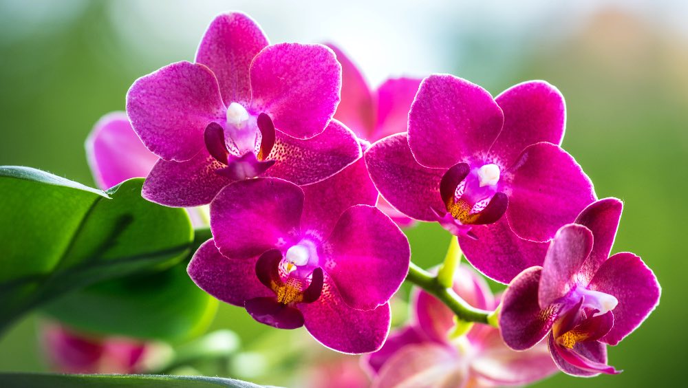 10 Curiosidades sobre las orquídeas que no conoces