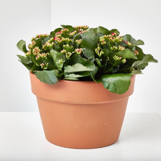 Kalanchoe, una de las plantas de interior para dormir mejor.