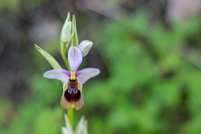 Orquídea silvestre de España.