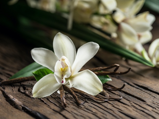 La vainilla, una de las curiosidades de las orquídeas.