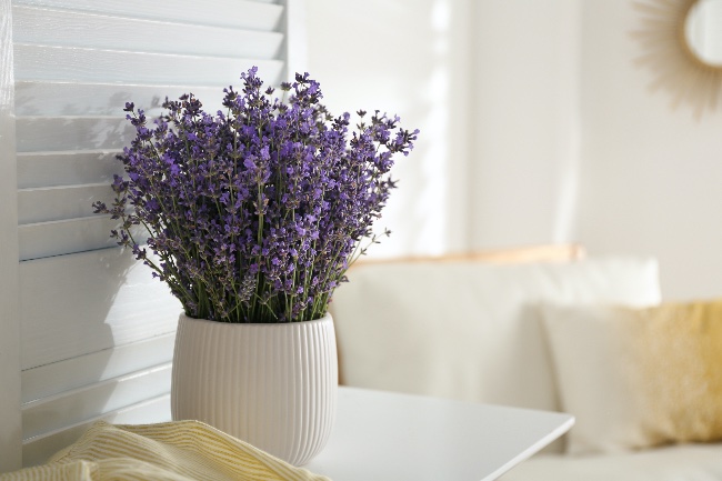 Lavanda en maceta