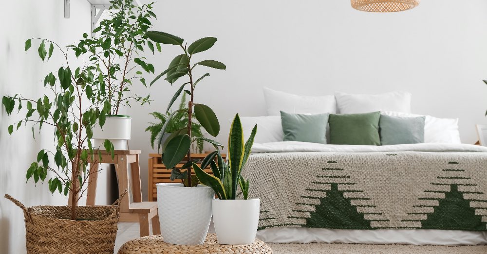 Cómo mejorar tu sueño con plantas de interior