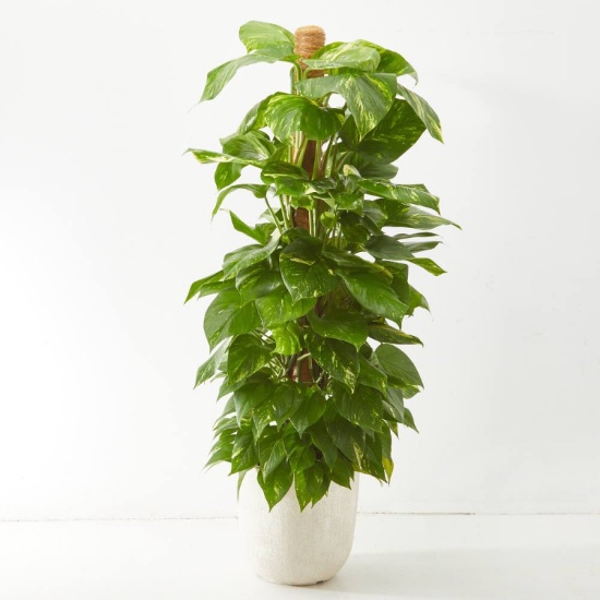 Potho con tutor en Verdecora