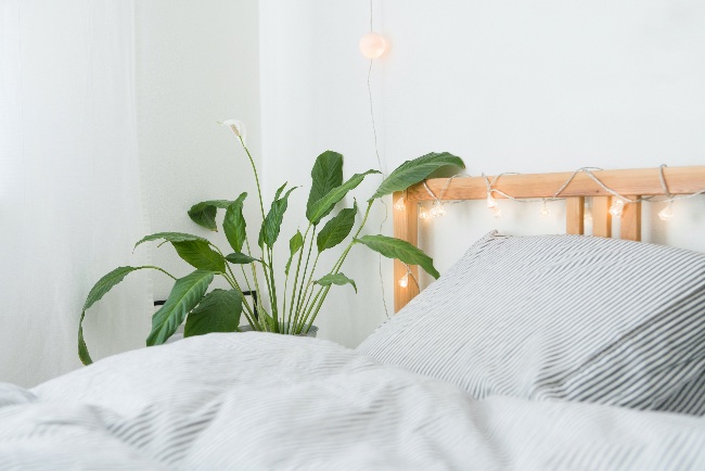 Spatiphyllum, otra de las plantas de interior para dormir mejor