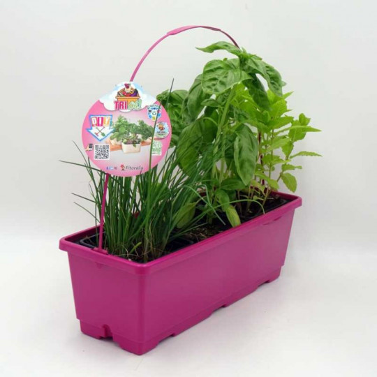 Plantas de huerto en Verdecora