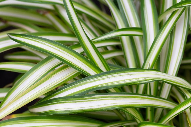 Cinta colgante, otra planta antiestrés