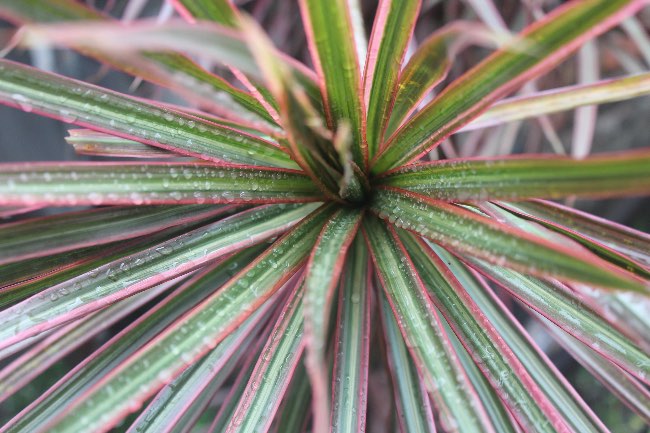 Dracena marginata, una de las plantas antiestrés menos conocidas.