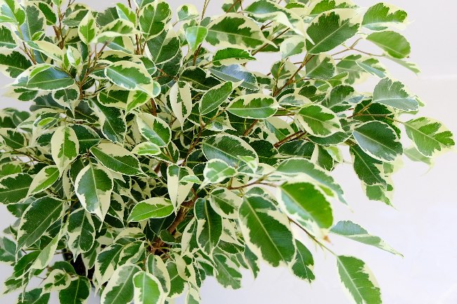 Ficus benjamina