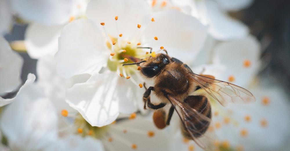 Fitosanitarios naturales versus químicos: ¿qué ventajas tienen?