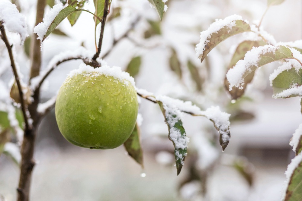 7 frutales que podemos plantar en invierno