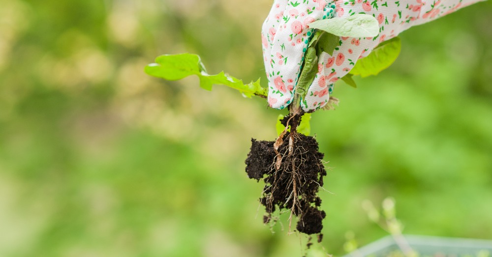 Herbicida natural: características y ventajas