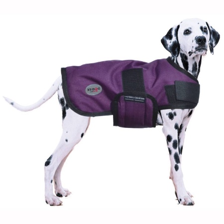 Impermeable, una prenda imprescindible en los cuidados del perro en invierno