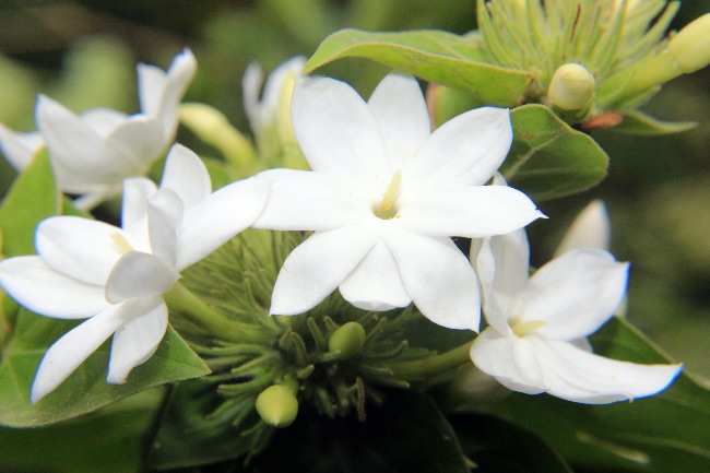 Jazmín en flor