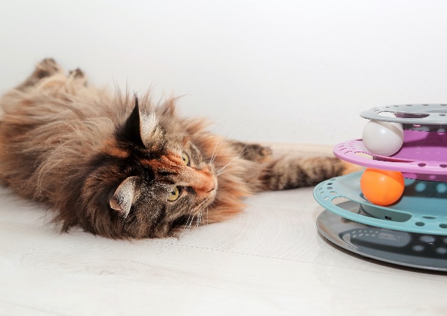 Jugar, fundamental para evitar el sobrepeso en gatos