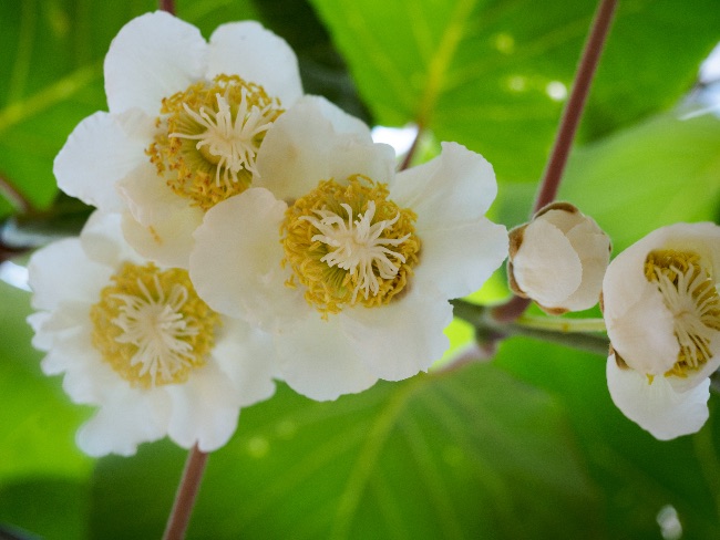 Árbol frutal de kiwi en flor