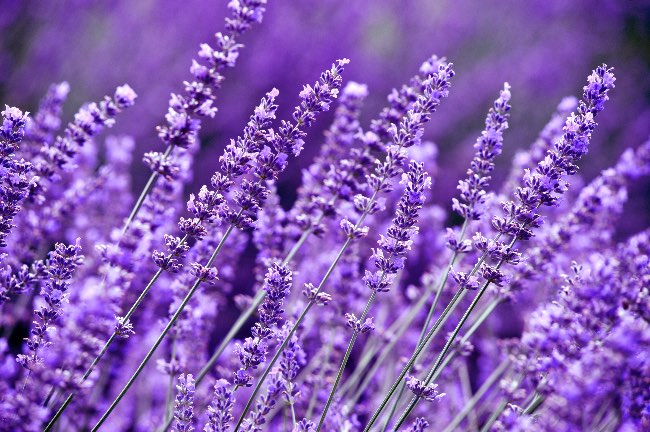 Lavanda en maceta