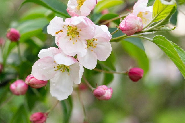Manzano, uno de los frutales para plantar en invierno